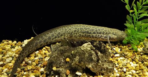 dipnoi fish|Lungfish Fish Facts .